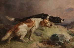 Setters on the Moor